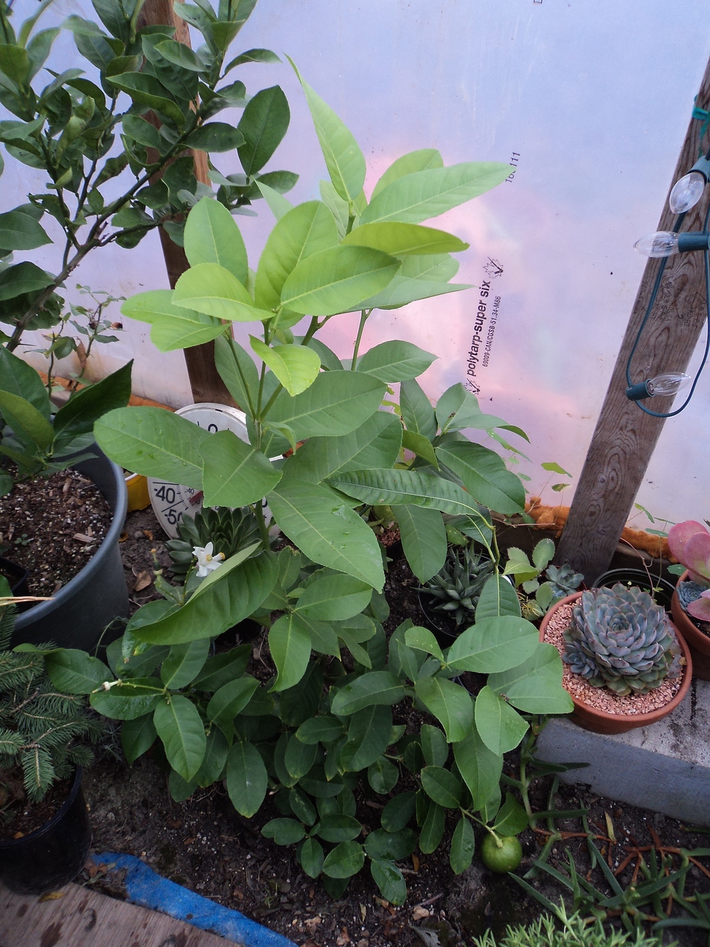 Ponderosa lemon Pictures! Growing Fruit