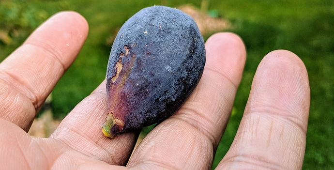 Maltese%20Falcon%205%2009-07-2019