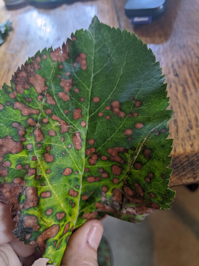 PXL_20240528_173430096