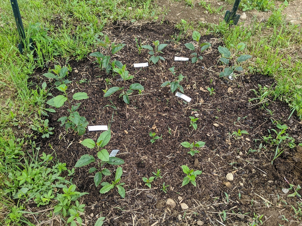 Show off your fruit tree seedlings 2021 General Fruit Growing