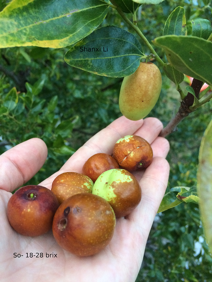 Jujube_10-21-2017