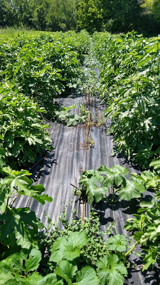 IMG_20200729_133126558_HDR