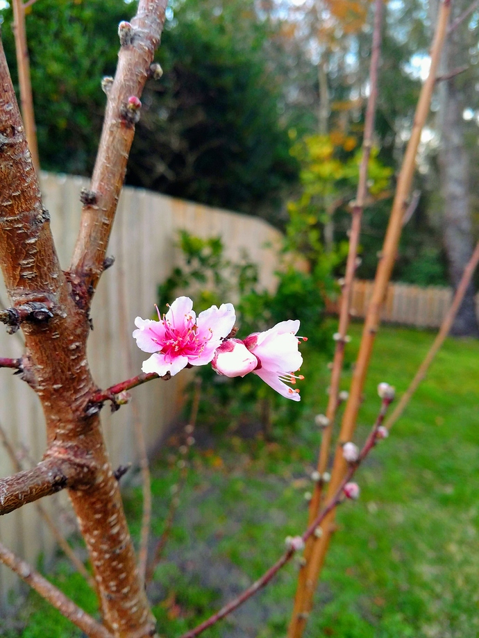 IMG_20190122_175340604-EFFECTS