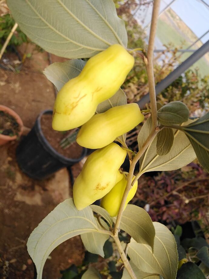 Imagem WhatsApp 2023-02-28 às 11.34.02