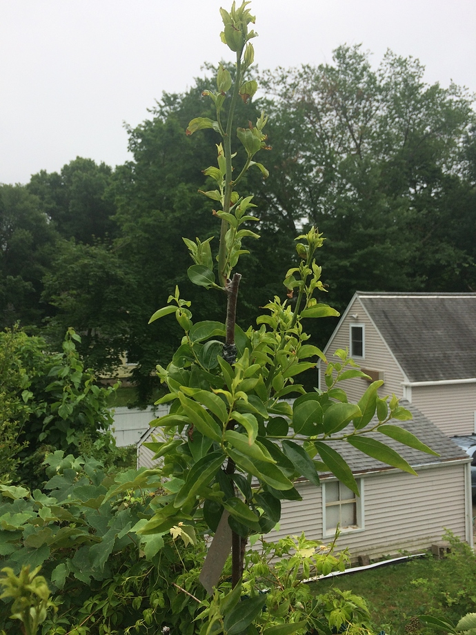 Dae_Sol_Jo_Dae_Chu_Graft_06-23-2018