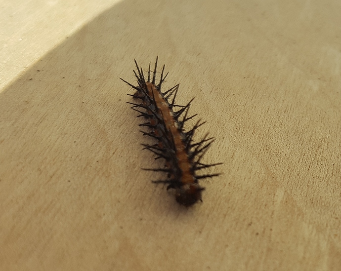 Caterpiller 20180818