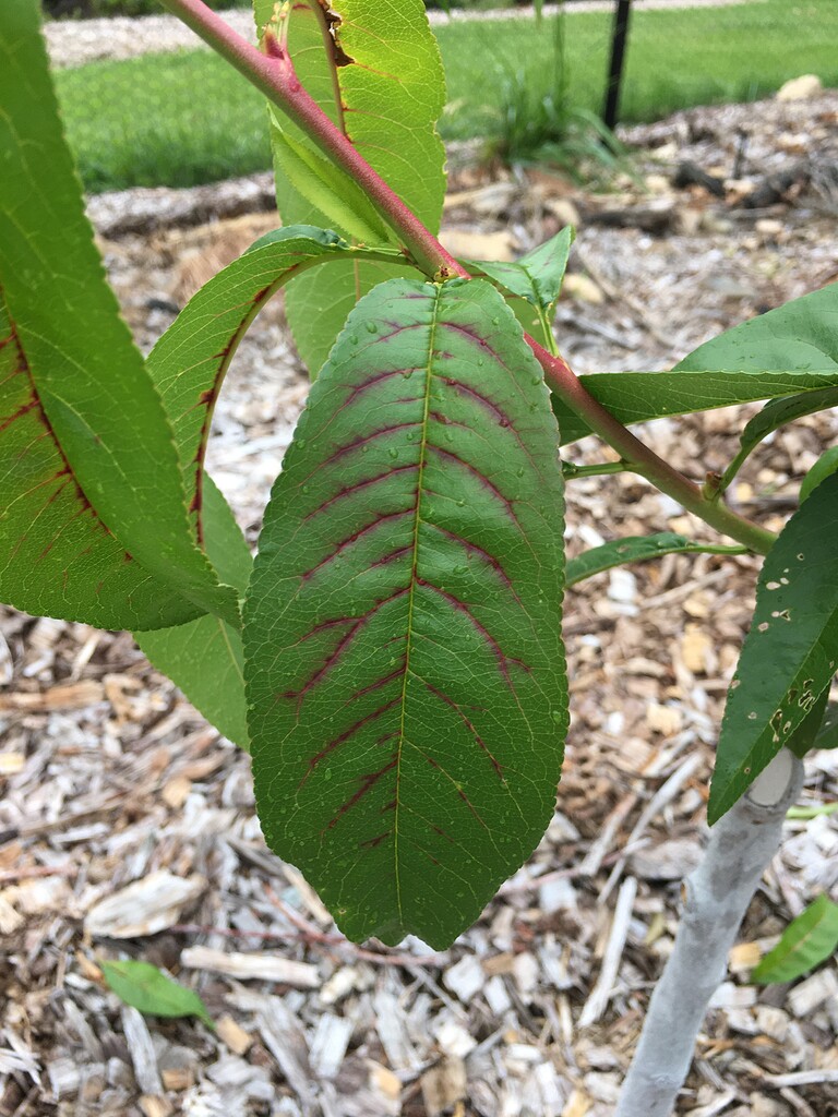 Nectarine Leaf Discoloration General Fruit Growing Growing Fruit