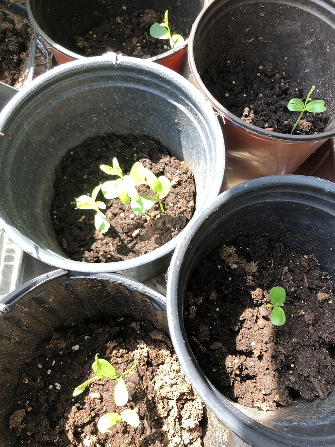 Baby_Juju_11-02-2021