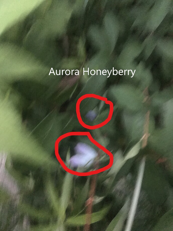 Aurora Honeyberry 7.4.2021