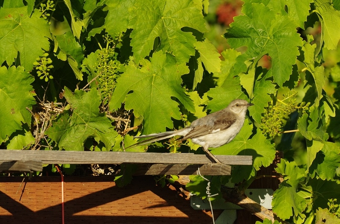 Mrs Mockingbird nest in grapes 01