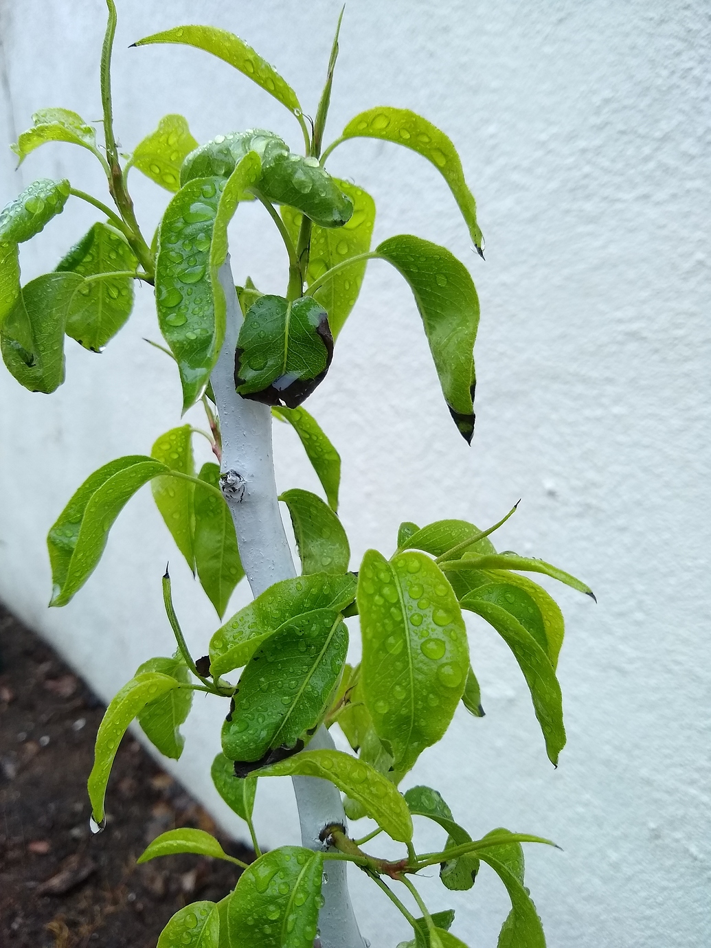 pear-trees-with-black-edges-on-leaves-general-fruit-growing-growing