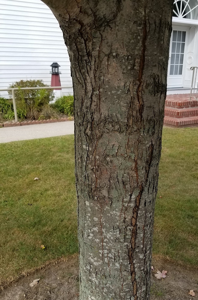 Silver Bark