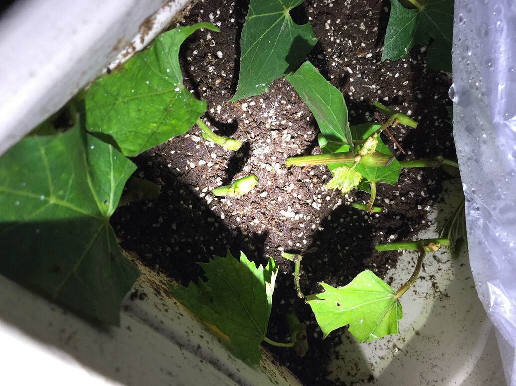 Did I start these grape cuttings correctly? - General Fruit Growing