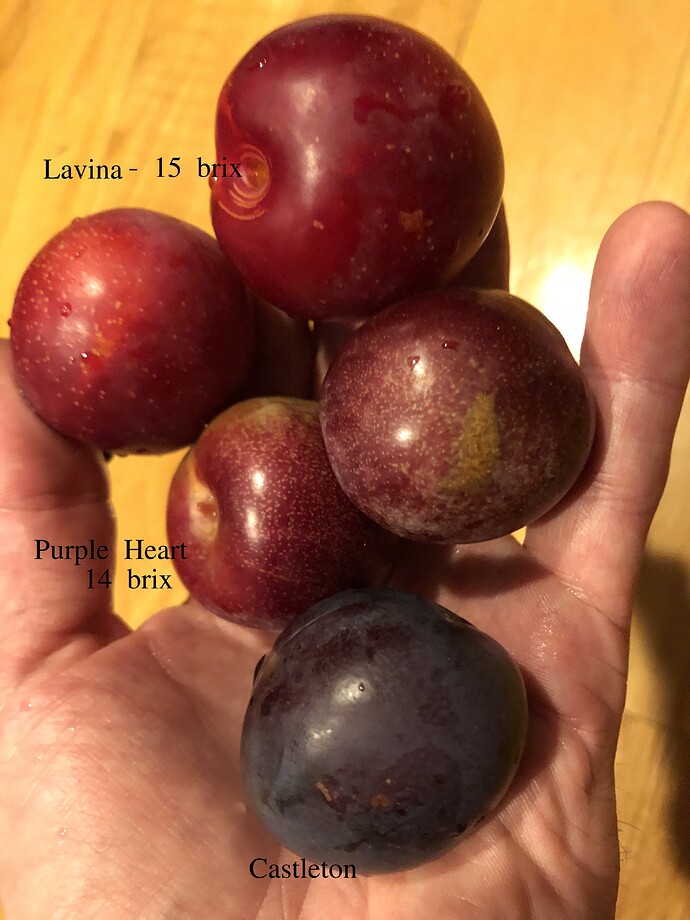 Plums_07-27-2021