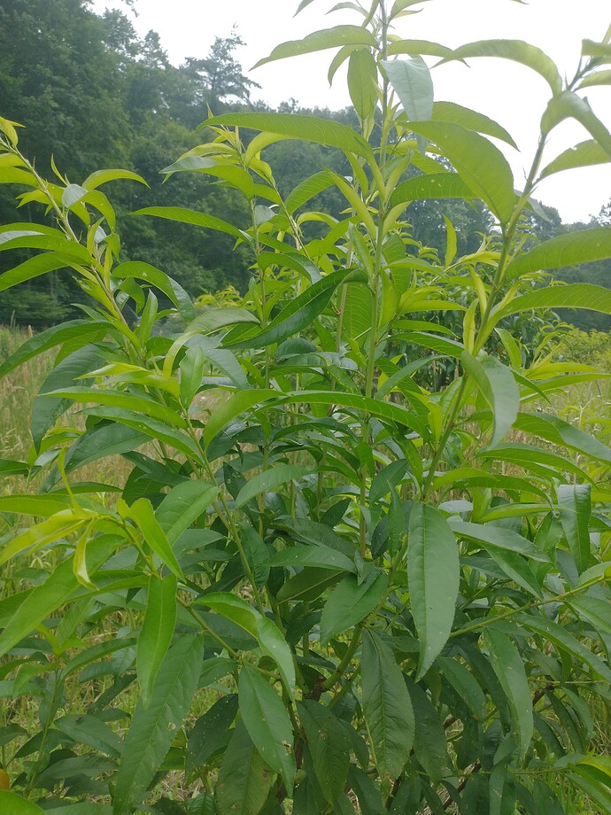 IMG_20230701_142438607