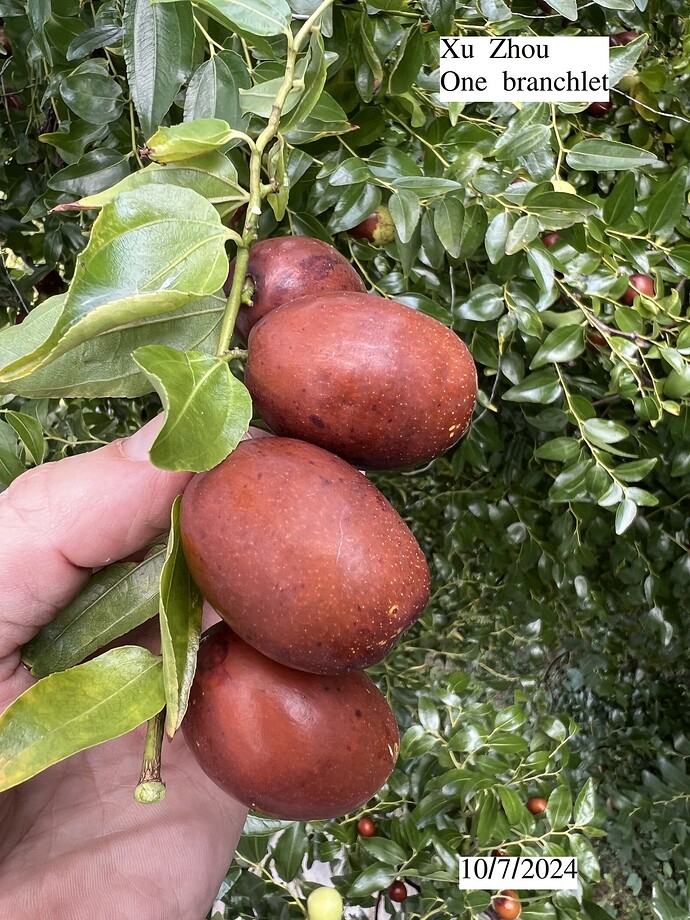 Xu_Zhou_g_10-07-2024