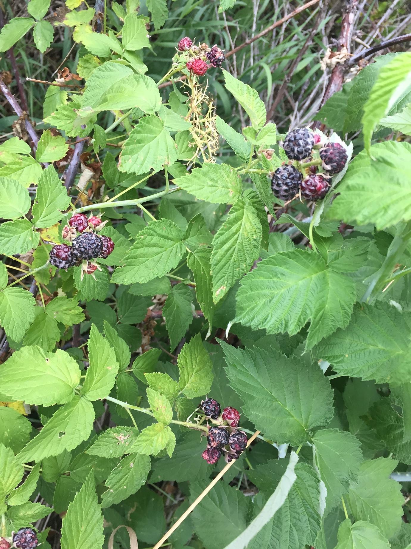 Black raspberry Pictures! Growing Fruit