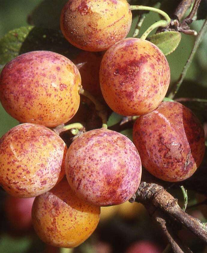 mirabelle-general-fruit-growing-growing-fruit