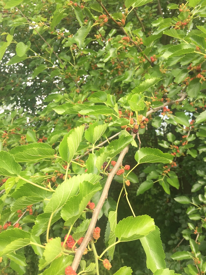 44D688FA-33B9-4121-AB77-3686F715A0A8