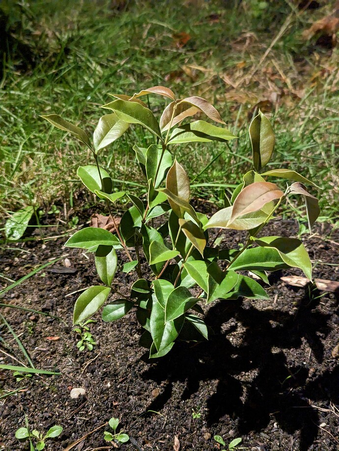 Guabiju (Myrcianthes Pungens) Live Seedling – Edible Dark Purple Fruit Tree, Potted Plant – 9waters