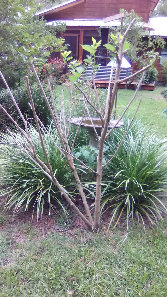 Chiang%20Mai%20pruned
