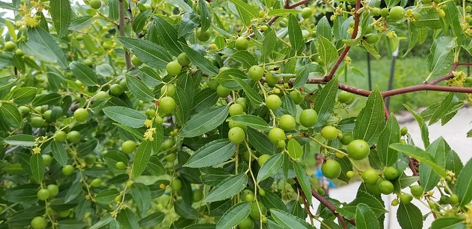 15325224138653596112050943206828