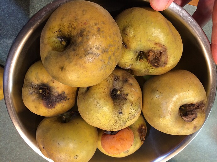 GoldenRusset_10-27-2018