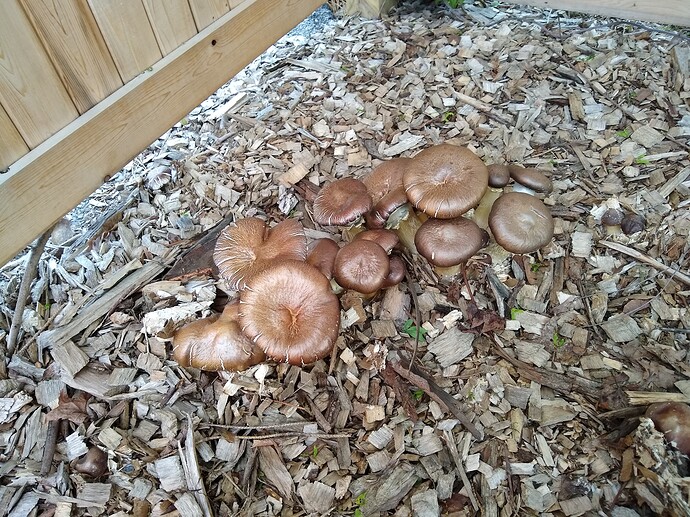 IMG_20210514_190817499