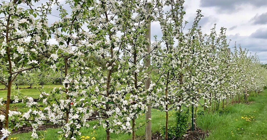 Recent apple dwarf rootstock research General Fruit Growing Growing