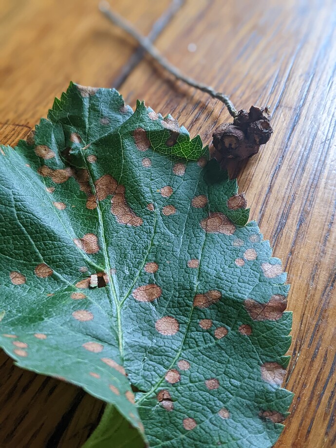 PXL_20240528_172139680.PORTRAIT