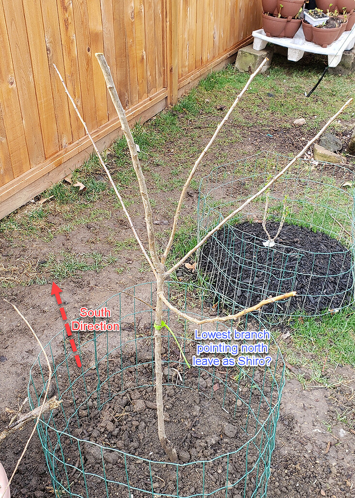 My multigraft plum (+ apricot) tree project General Fruit Growing