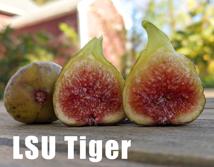 LSU Tiger1