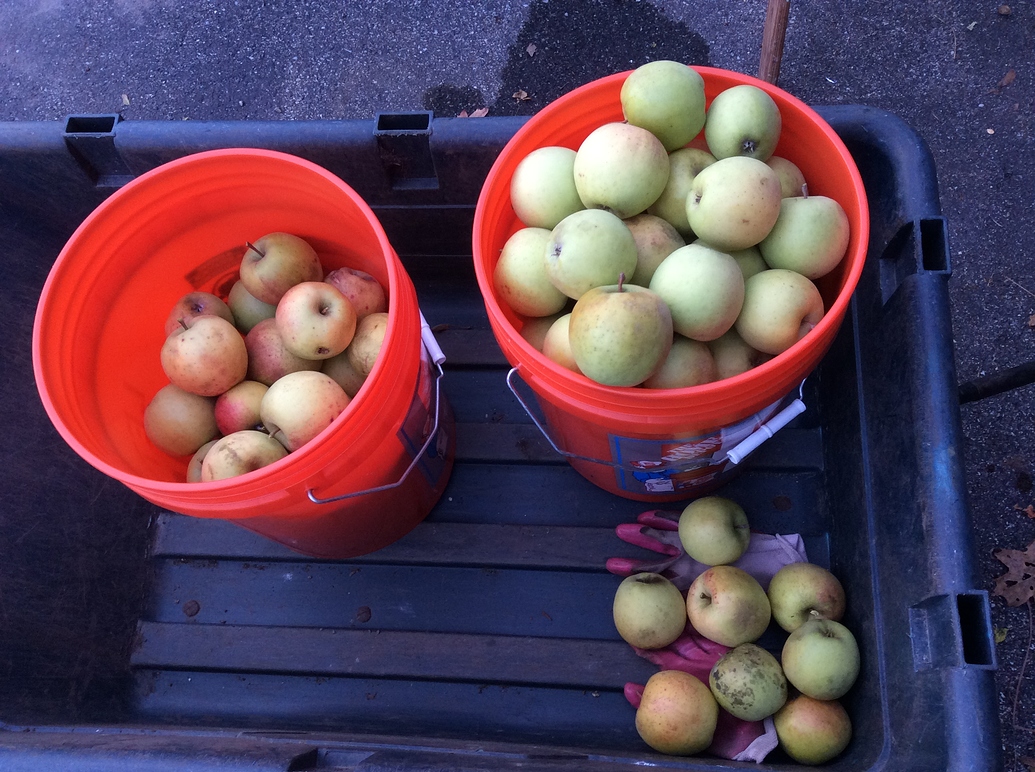 When to pick Gold Rush Apple General Fruit Growing Growing Fruit