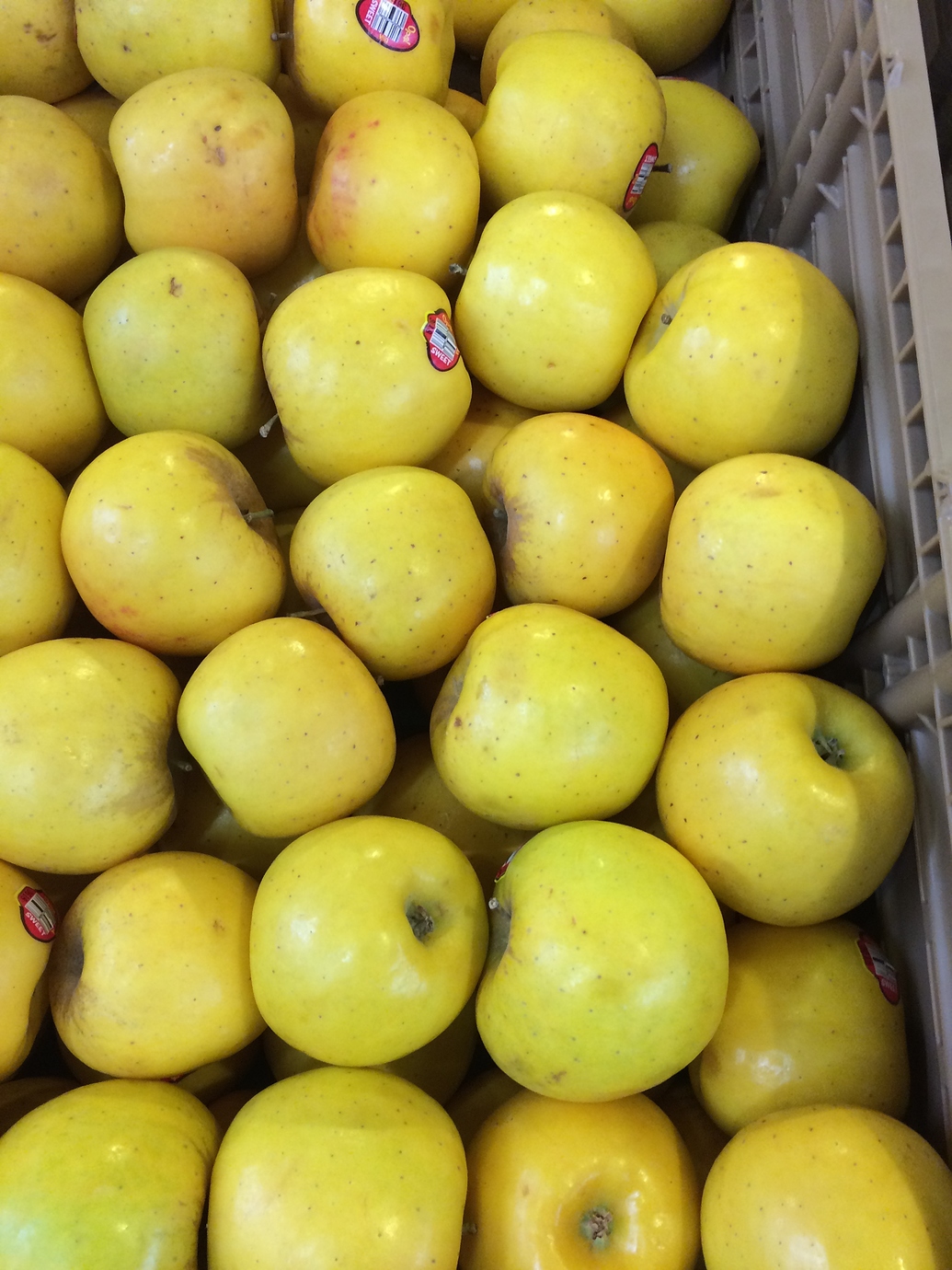 Opal Apples General Fruit Growing Growing Fruit