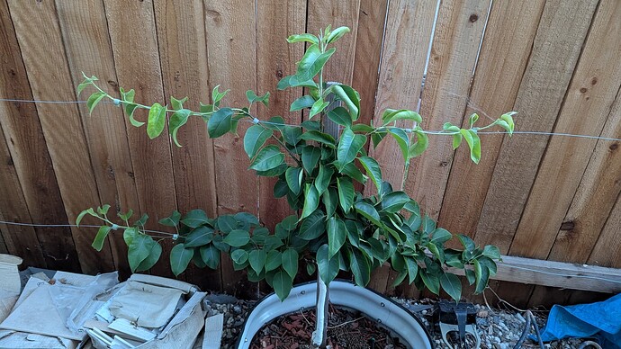 PXL_20250604_032903690