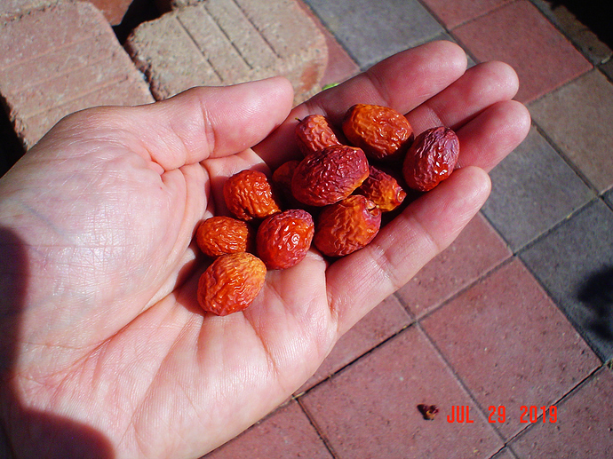 vegas%20candy%202019