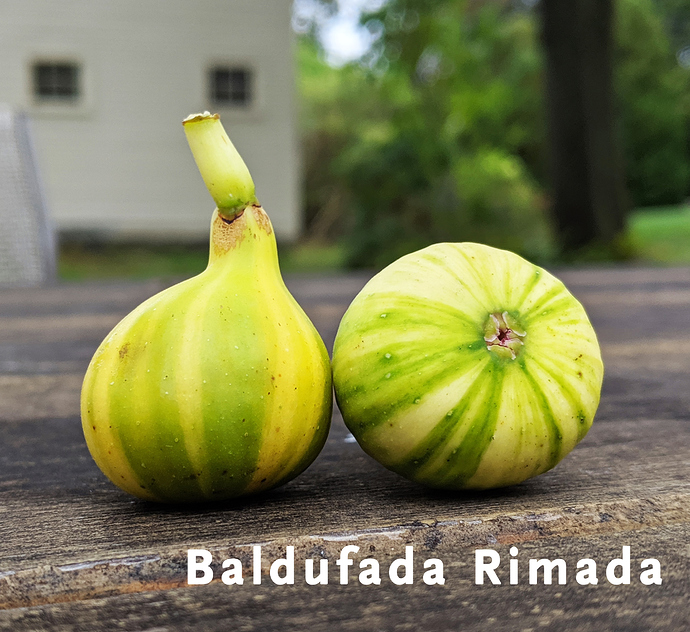 Baldufada%20Rimada%201