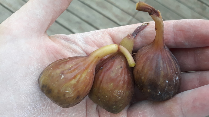 Brown%20Turkey%208-20-19%20(1)