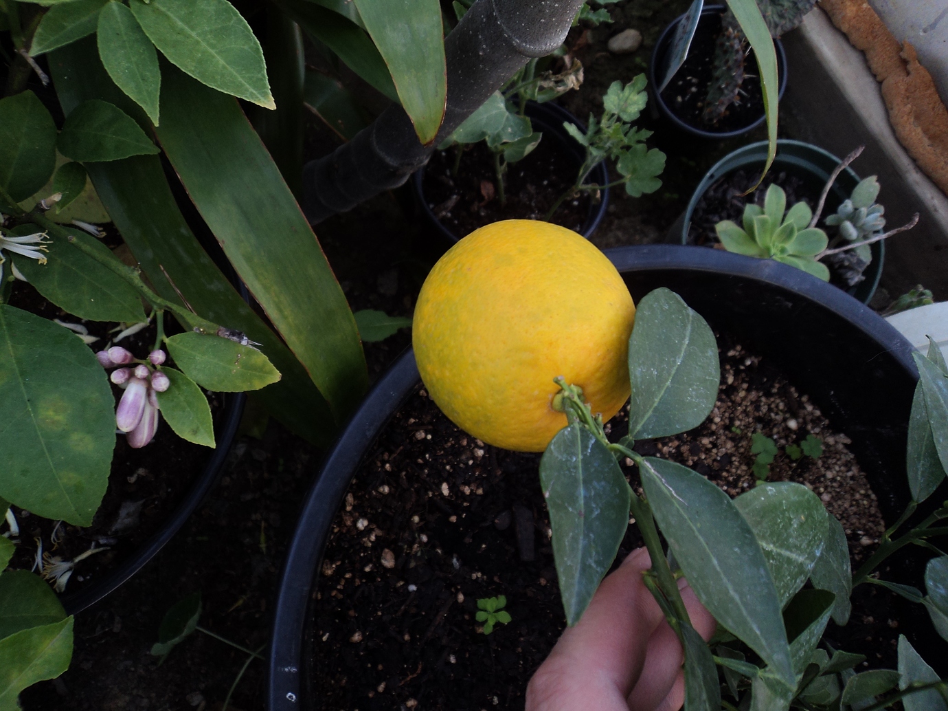 Hamlin Orange Pictures! Growing Fruit