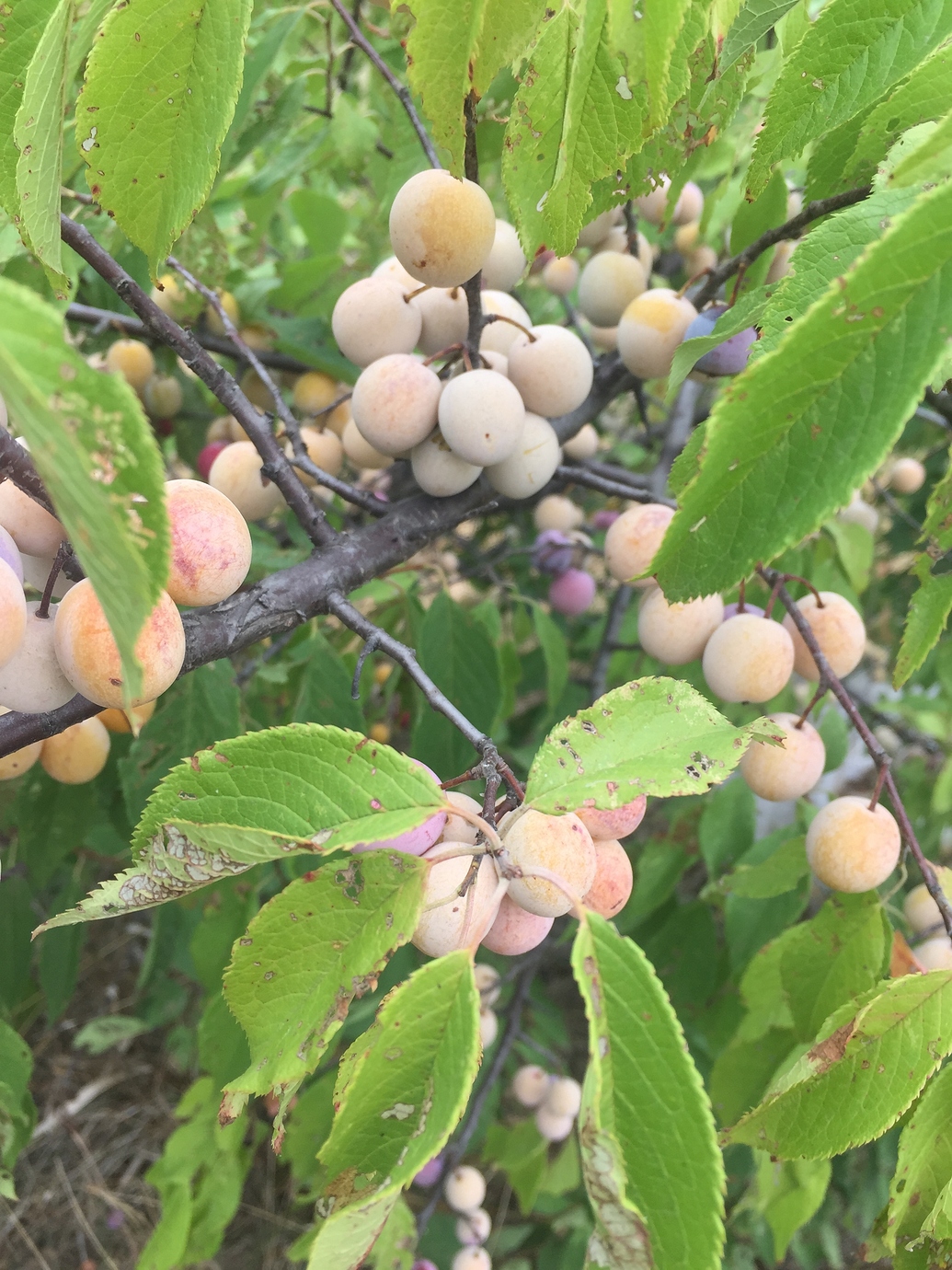 A dry year in Kansas General Fruit Growing Growing Fruit