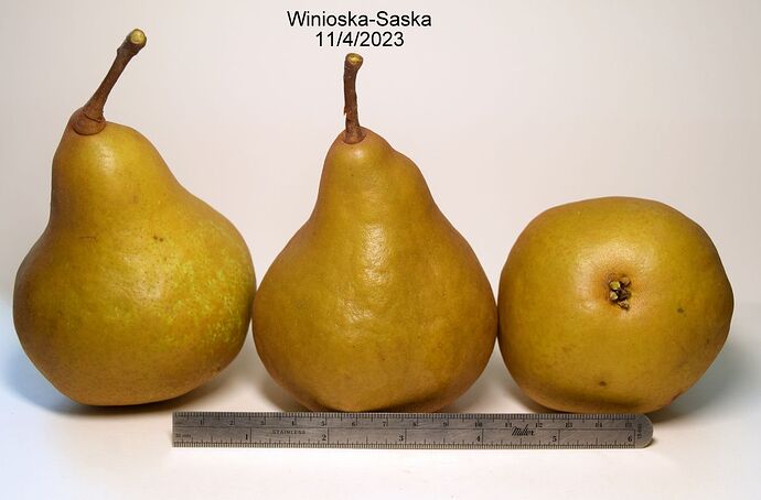 Winioska-SaskaRS