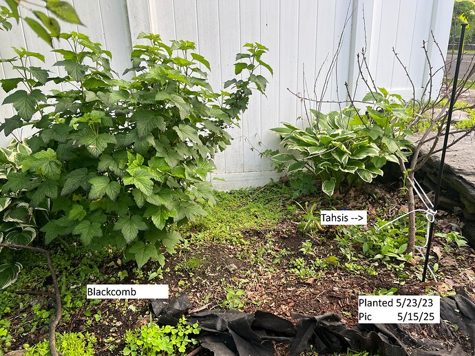 Blk_currant_new_a_05-15-2025