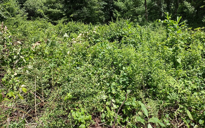 IMG_20230723_120654166_HDR