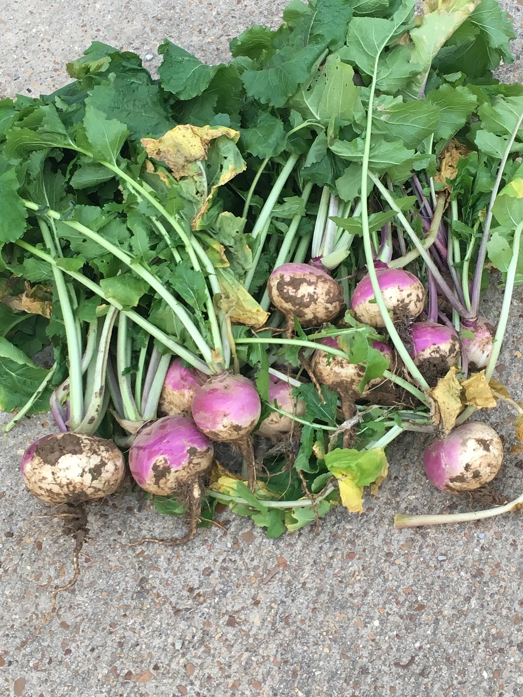 Purple Top Turnips General Gardening Growing Fruit