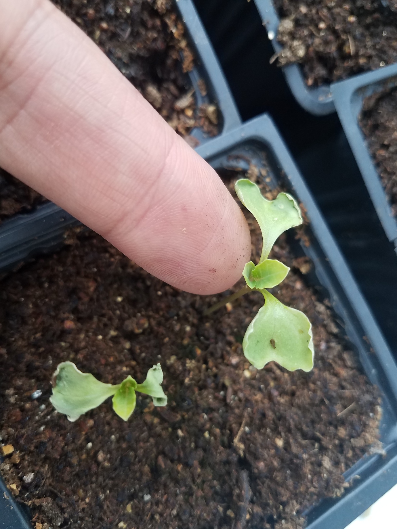 Anyone start fall brassicas yet? General Gardening Growing Fruit