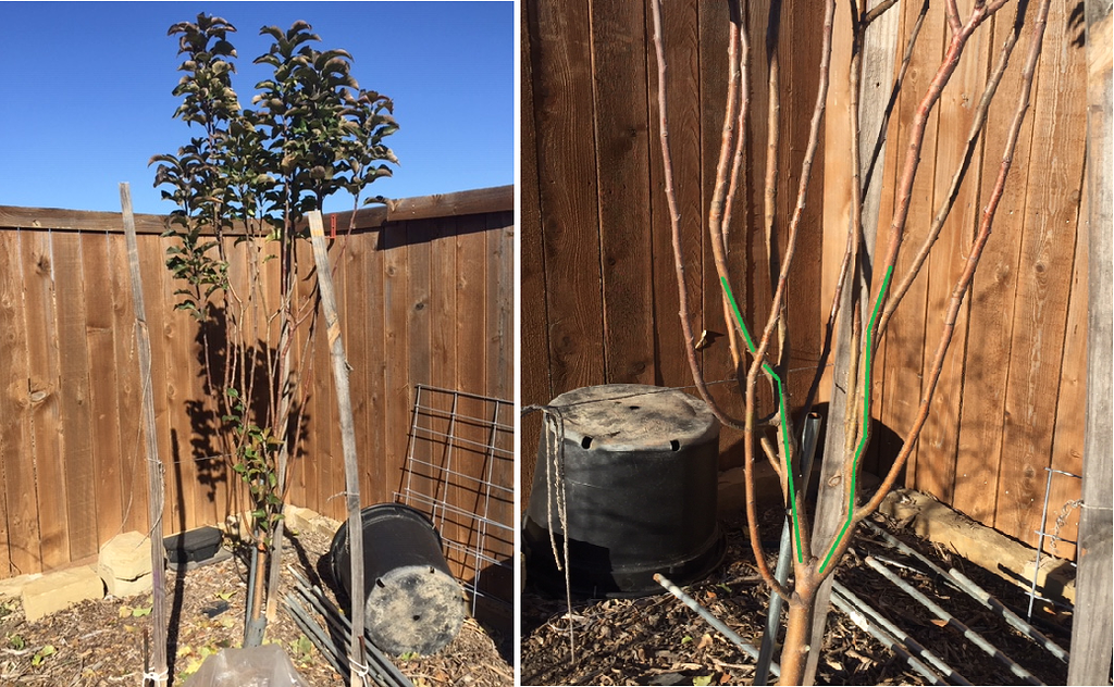 Pink Lady Apple Pruning Advice General Fruit Growing Growing Fruit