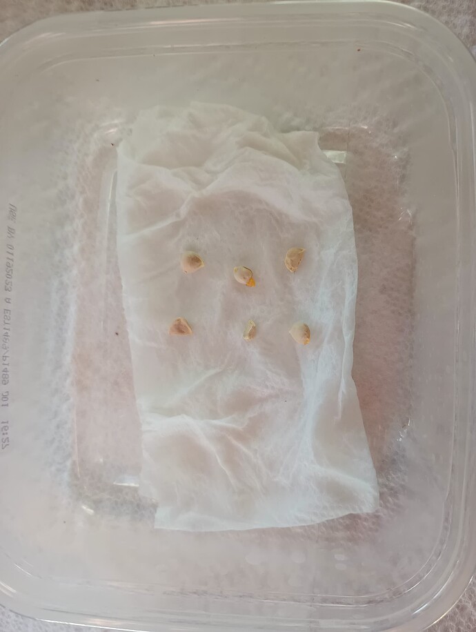 IMG_20250126_135405351