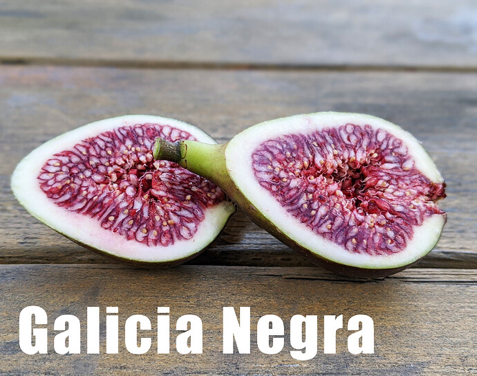 Galicia Negra
