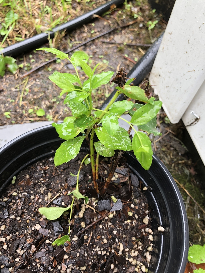 Potted_sucker2_08-16-2020