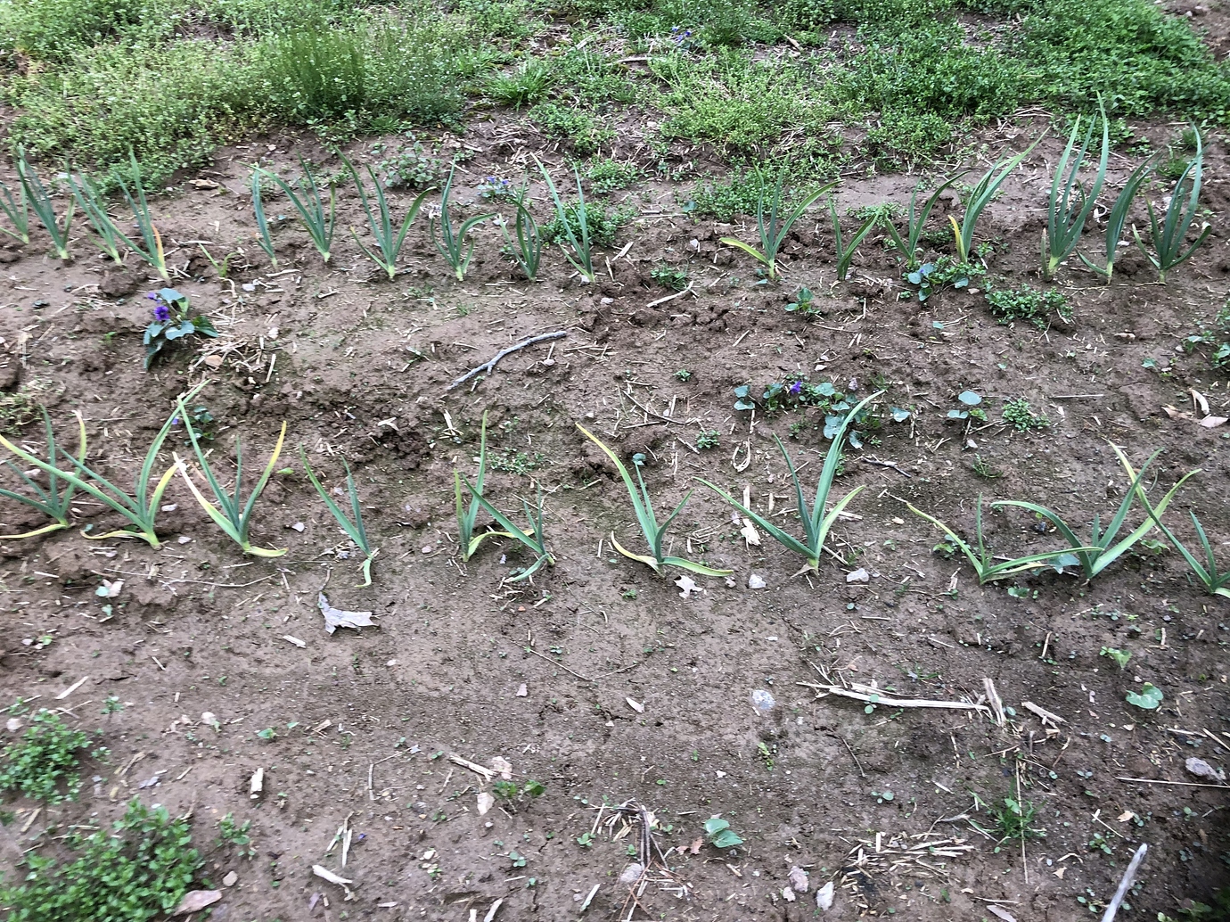 Garlic turning yellow? General Gardening Growing Fruit